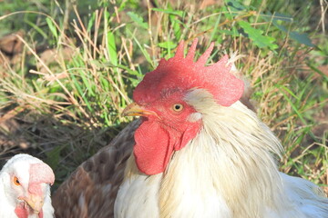 natural colourful chicken macro photo