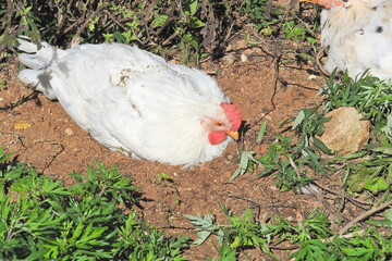 natural colourful chicken macro photo