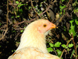 natural colourful chicken macro photo