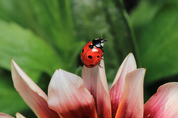 beautiful red ladybug leaf photo © Recep