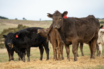 cow and calf cross on a farm in summer in australia