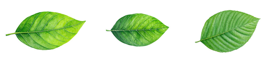 Obraz premium The watercolor illustration features botanical detail and vibrant texture in a large, green leaf.