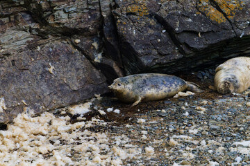 Mother Seal