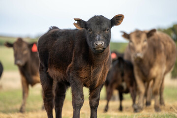 beef cows and calf on a farm eating hay in summer
