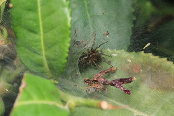 agelena labyrinthica spider macro photo