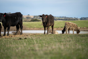 sustainable livestock farming with a cattle herd in a drought