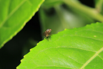 chrysopilus asiliformis insect macro photo