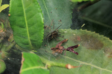 agelena labyrinthica spider macro photo