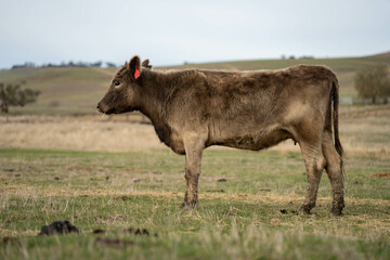 beautiful cattle in Australia  eating grass, grazing on pasture. Herd of cows free range beef being regenerative raised on an agricultural farm. Sustainable farming 