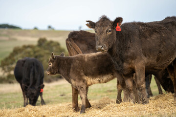 beautiful cattle in Australia  eating grass, grazing on pasture. Herd of cows free range beef being regenerative raised on an agricultural farm. Sustainable farming 