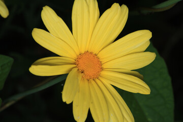 chrysanthemum indicum yellow flower macr