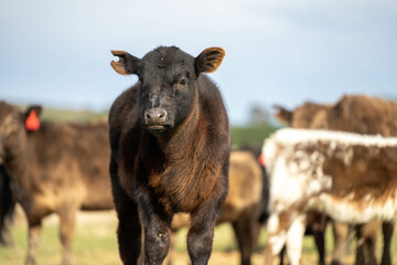 cow and calf cross on a farm in summer in australia