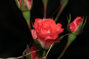 red rose flower macro photo