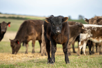 beautiful cattle in Australia  eating grass, grazing on pasture. Herd of cows free range beef being regenerative raised on an agricultural farm. Sustainable farming 