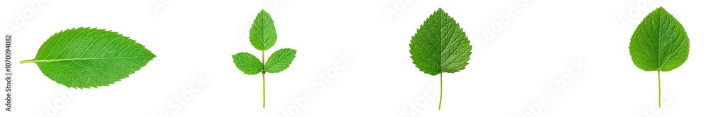 Poster a transparent background with mint leaves isolated on it
