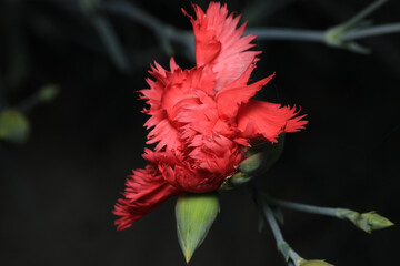 natural red carnation flower photo