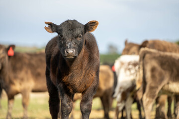 sustainable livestock farming with a cattle herd in a drought