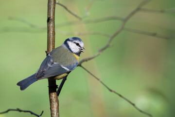 Bird - Blue Tit ( Cyanistes caeruleus ) perched on tree autumn time small bird on warm blurred background