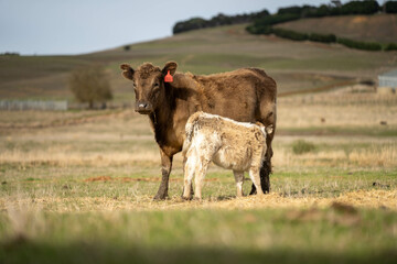 beef cows and calf on a farm eating hay in summer