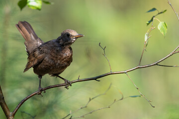 female Blackbird Turdus merula on the forest puddle bird batch time Poland Europe drinking water