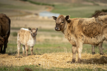 cow and calf cross on a farm in summer in australia