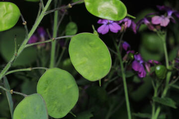 fine speedwell flower macro photo