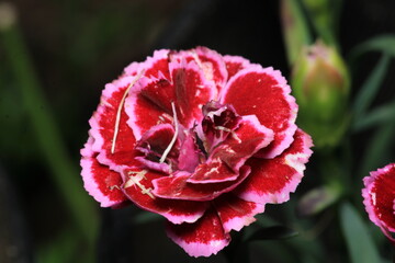 natural red carnation flower photo