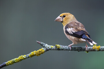 Hawfinch Coccothraustes coccothraustes amazing bird perched on tree blurred background forest pond bird drinking water