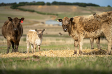 sustainable livestock farming with a cattle herd in a drought