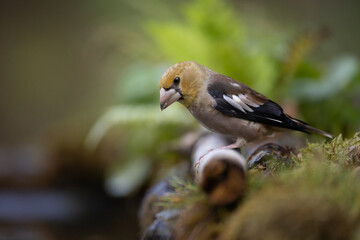 Hawfinch Coccothraustes coccothraustes amazing bird perched on tree blurred background forest pond bird drinking water