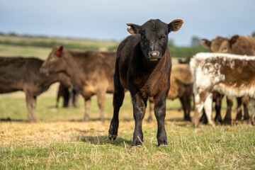 sustainable livestock farming with a cattle herd in a drought