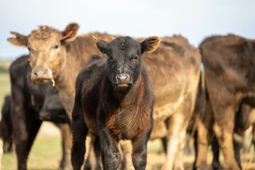 cow and calf cross on a farm in summer in australia