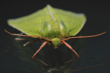 natural green silver lines moth macro photo