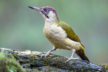 Bird - Green woodpecker Picus viridis on forest pond, bird drinking water, wildlife Poland Europe