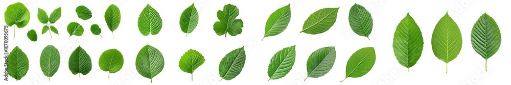 Poster stacking of focus on avocado leaves on a white background. depth of field: full.