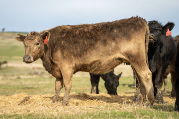 cow and calf cross on a farm in summer in australia