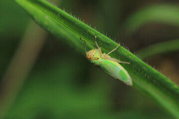 Natural passionflower insect macro photo