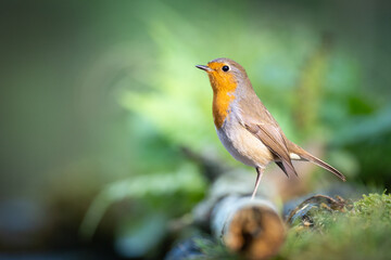 Bird Robin Erithacus rubecula, small bird in forest puddle, summer time in Poland Europe bird drinking water