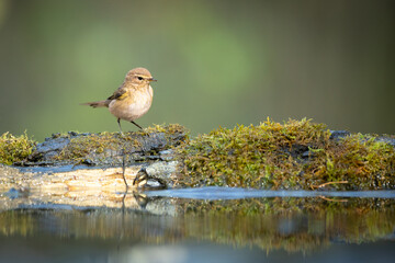 Small bird - Willow warbler Phylloscopus trochilus perched on tree, autumn time bied drinking water on forest pond