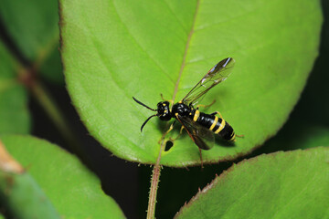 natural tenthredo insect macro photo