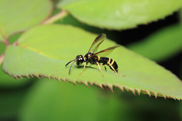 natural tenthredo insect macro photo