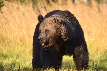 Wild Wonders: Finnish Bears at the Russian Border