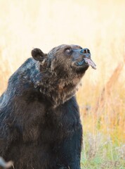 Fototapeta premium Wild Wonders: Finnish Bears at the Russian Border