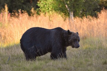 Wild Wonders: Finnish Bears at the Russian Border