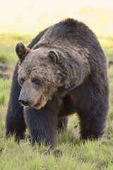 Fototapeta premium Wild Wonders: Finnish Bears at the Russian Border