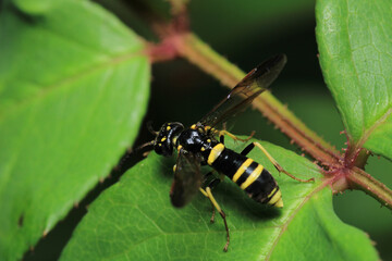 natural tenthredo insect macro photo