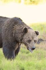 Wild Wonders: Finnish Bears at the Russian Border