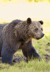 Fototapeta premium Wild Wonders: Finnish Bears at the Russian Border