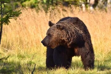 Wild Wonders: Finnish Bears at the Russian Border