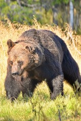 Naklejka premium Wild Wonders: Finnish Bears at the Russian Border